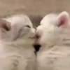 Gatos 14