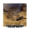 Gatos responden 🐱🌟 8