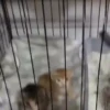 😻🐈‍⬛ Cats 5 M Tiktok 📱 15