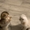 Kucing 5