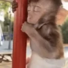 Macacos 12