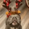Feliz Natal 8