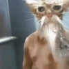 GATITOS 😸 13