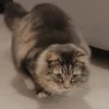 🐱🔖Gatitos Mov🐈♥ 14