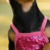 टिकटॉक के पिल्ले 🐶🎵  9