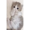 Animated stickers 12