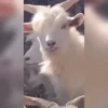 Trending GIF memes 14