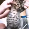 Beijo de gato 25