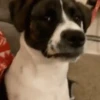 Só doguin🐶 14