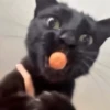 😻🐈‍⬛ Cats 5 M Tiktok 📱 10