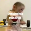 Macaquinhos quinho 6