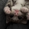 Котики для чата 🐾💬 15
