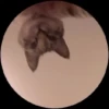 Animalitos 🦝🐭🐰🦊 11