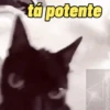 GATINHOS ANIMADOS🐈😹 7