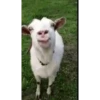 Animal funny 10