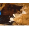 Memes gatitos 19