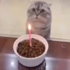 Gatos 17