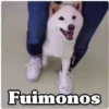 ✴️💚Funny Dogs🐶✴️ 18