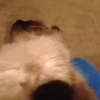 Memes gatitos 10