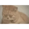 Memes gatitos 21