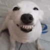 ANIMALITOS 🥺😍 22