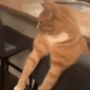 GATITOS 😸 8