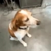 Só doguin🐶 8