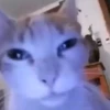 Beijo de gato 27