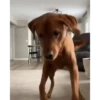 Cats and dogs 8