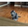 Trending GIF memes 16