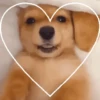 ANIMALITOS 🥺😍 19