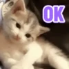 REAJA COM GATINHOS 😸🐈 13