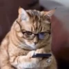 Котики для чата 🐾💬 11