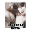 Gatos responden 🐱🌟 5