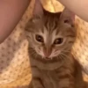 Котики для чата 🐾💬 18