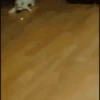 🐱🔖Gatitos Mov🐈♥ 15