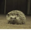 Funny Animals 20
