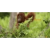 Funny Animals 15