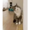 Memes gatitos 16