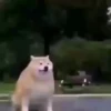 Fun animal reactions 5