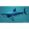 Shark 5