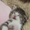 🐱🔖Gatitos Mov🐈♥ 17