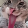 Gatos 😺/⁠ᐠ⁠｡⁠ꞈ⁠｡⁠ᐟ⁠\ 12