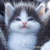 Gatos expresivos random 🐈💬 11