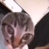Beijo de gato 24