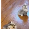 Gatos fofinhos 5