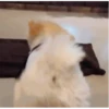 Perritos 🐶 5
