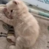 Gatos fofinhos 23