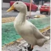Patos 6