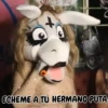 Burrita Burrona 13